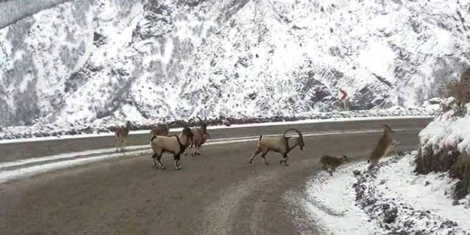 Aç Kalan Geyikler Yola İndi