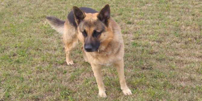 Hava Ambulans Servisinin Bekçi Köpeği Kayboldu