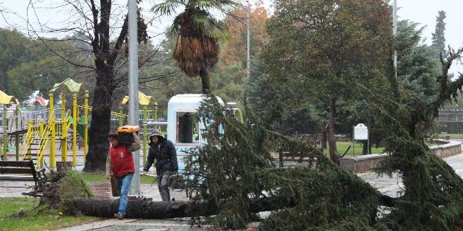 Atatürk Parkı’nda Ağaç Yıkıldı