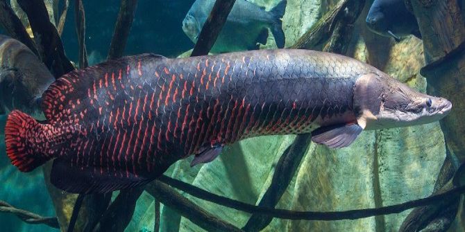 Nehirlerin Dev Canavarı “Arapaima” Aqua Vega’da
