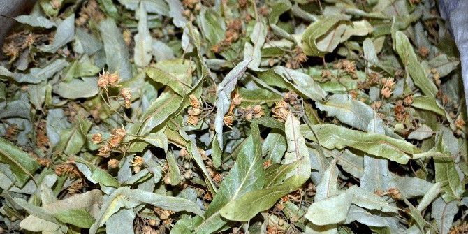 Havaların Soğumasıyla Ihlamura Rağbet Arttı