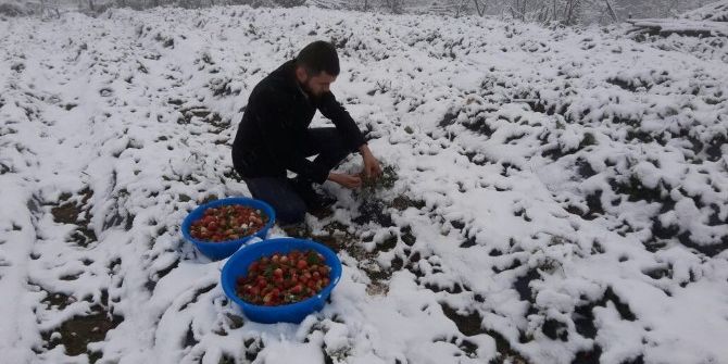 Ordu’da Çilek Karın Altında Kaldı