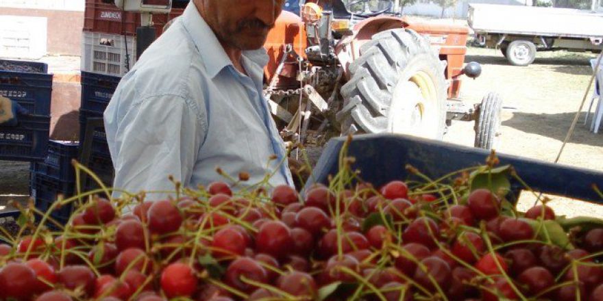 Vişne Sezonu Sancılı Başladı