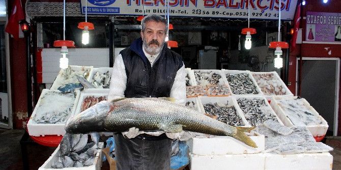 Atatürk Barajında Büyük Balıklar Çıkıyor