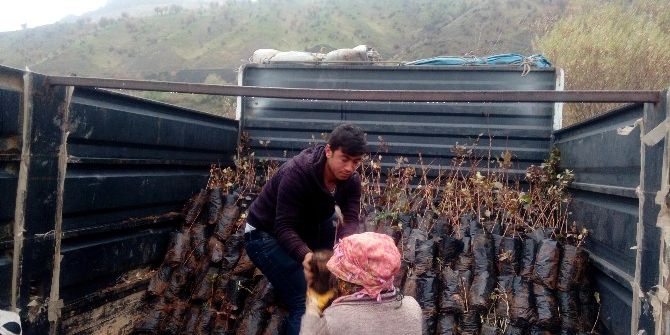 Sason’da 15 Bin Adet Fıstık Fidanı Dağıtıldı