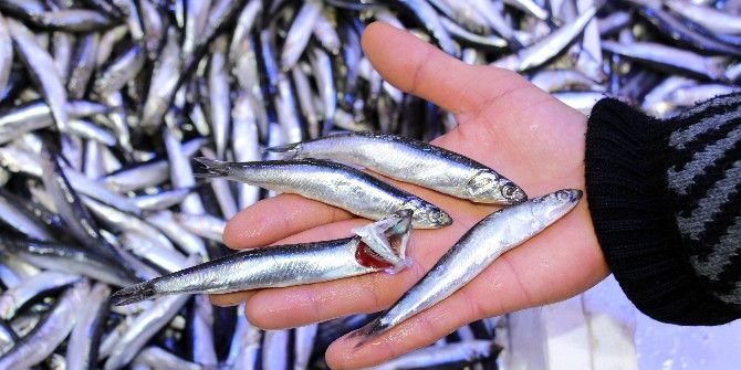 Samsun’da Hamsi 5 Lira