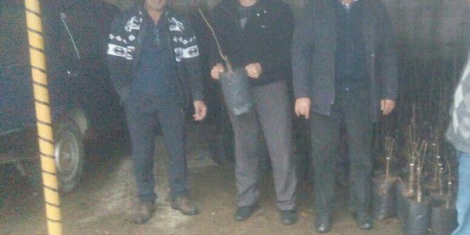 Cide’de Çiftçilere Ceviz Fidanı Dağıtıldı