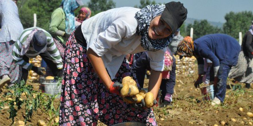 Patates Çiftçinin Yüzünü Güldürmedi