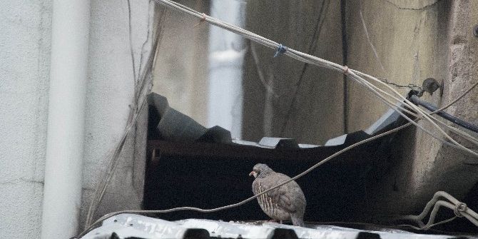 Esnaf Kınalı Keklik İçin Seferber Oldu