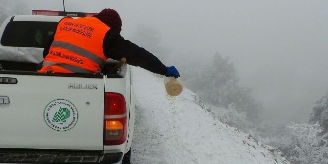 Spil’deki Hayvanlar Unutulmadı