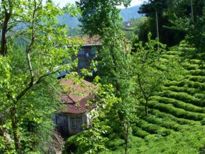 Rize Aktaş Köyü