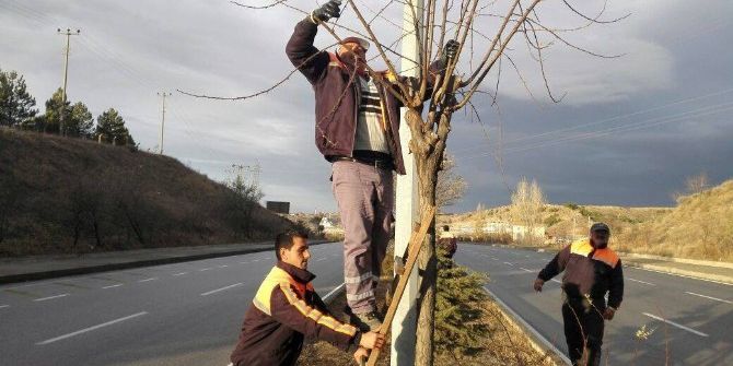 Sungurlu’da Ağaçlar Budandı