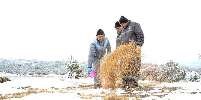 Çorum Belediyesi Kuşlar İçin Doğaya Yem Bırakıyor