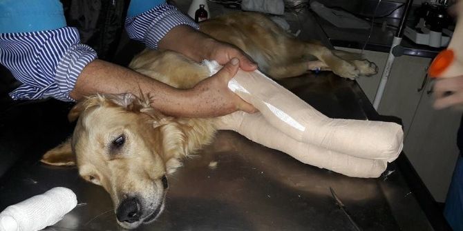 Bunu Yapan İnsan Olamaz