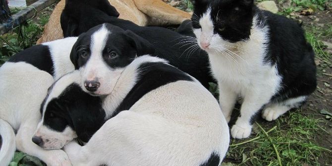 Çocuklara ‘Sokak Hayvanlarını Koruma Bilinci’ Anlatılacak