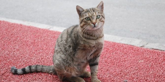 3 Bacaklı ’Kahraman’