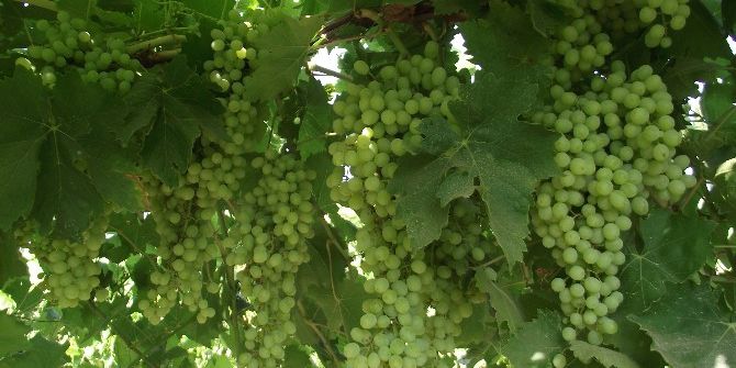 Türkiye Ve Şili Dünyaya Kiraz Ve Üzüm İhraç Edecek