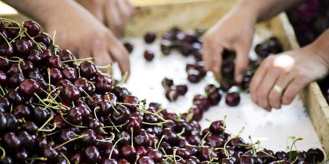 Taze Kiraz Ve Üzüm Sektörü İşletme Giderlerini Düşürüyor