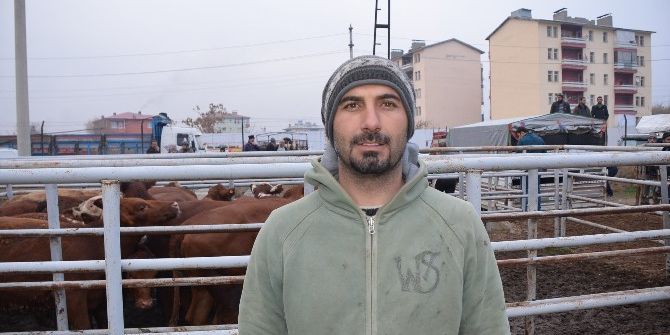 Iğdır’da Çiftçilere Büyükbaş Hayvan Dağıtımı