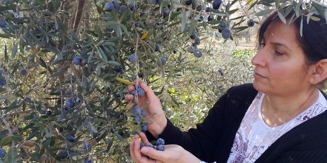 Zeytin Üreticisini ’Yağmur Korkusu’ Sardı