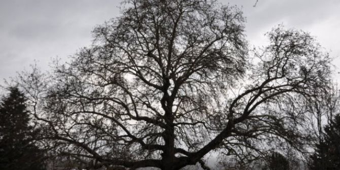 Bu Çınar 450 Yaşında