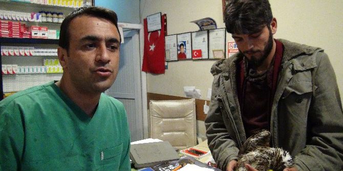 Yaralı Kartalı Beşiktaş Taraftarı Kurtardı