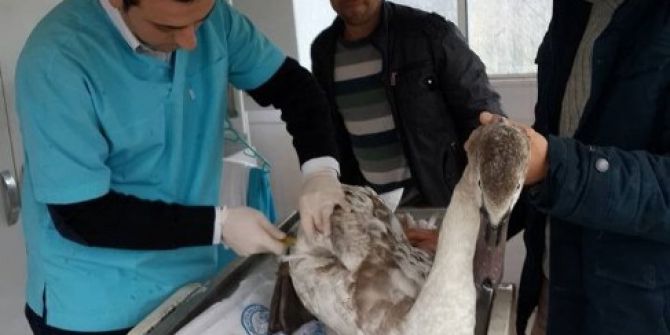 Yaralı Kuğuya Yardım Eli