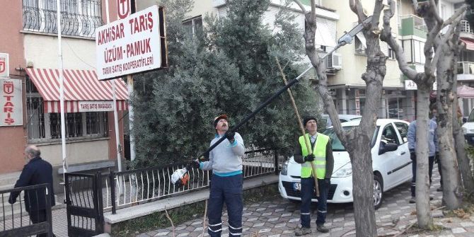 Akhisar’da Ağaçlara Kış Bakımı