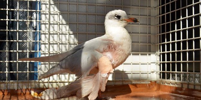 Yaralı Martıya Ambulanslı Müdahale