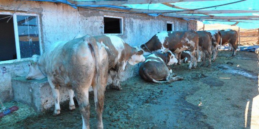 Sivas’ta Çiftçilere Damızlık İnek Dağıtıldı