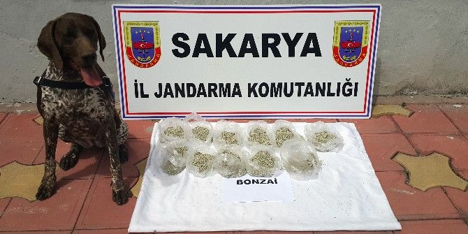 Ada Çayına Sinek İlacı Sıkıp ‘Bonzai’ Diye Satmışlar