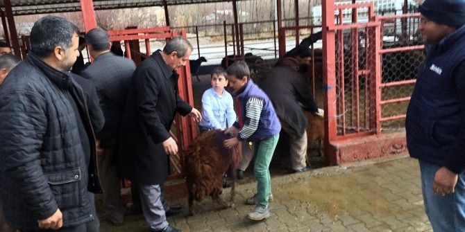 Adilcevaz’da Genç Çiftçilere Hibe Koyun Desteği