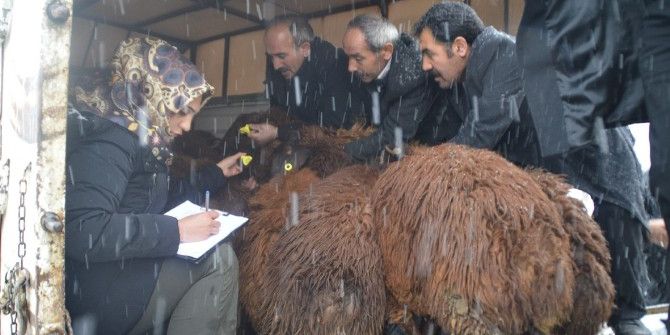 Eleşkirt’te Genç Çiftçi Projesi Kapsamında Hayvanlar Teslim Edilmeye Başlandı