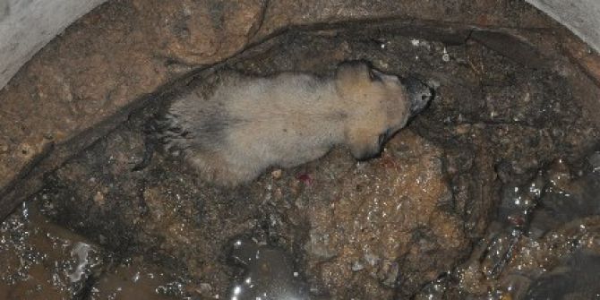 Foseptik Çukuruna Düşen Köpeği İtfaiye Kurtardı