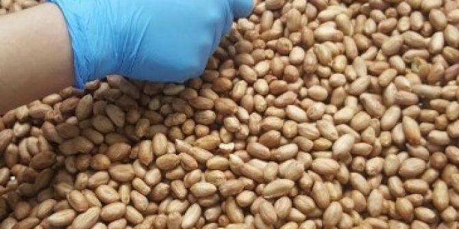 Fıstık, Depresyona Ve Kansere Karşı Kalkan Oluyor...