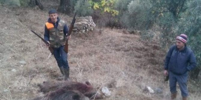 Domuzlar Bu Defa Sert Kayaya Çarptı