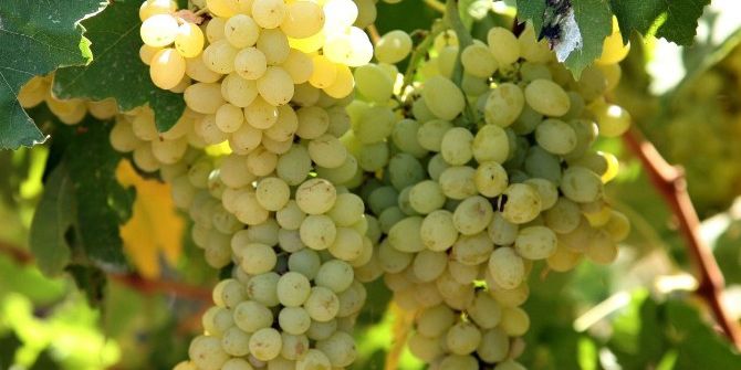 Ege’den Dünyaya Kiraz Ve Üzüm İhraç Edilecek