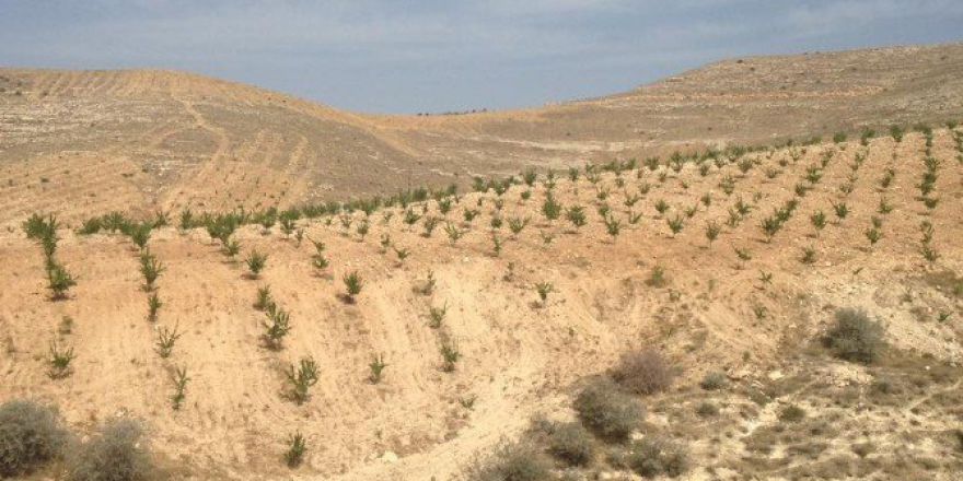 Bakanlığın Ektiği Ağaçlar Meyve Vermeye Başladı