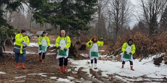 Ormanlarda Gençleştirme Çalışması Sapanca İle Son Buldu
