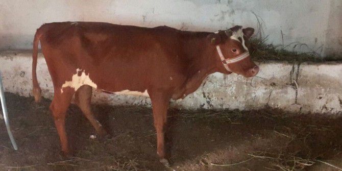 Genç Çiftçilere Hayvanları Dağıtıldı