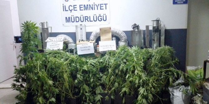 Datça’da Sihirli Mantar Magic Mushroom Operasyonu