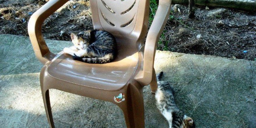 Sıcaklar, Hayvanları Da Etkiledi