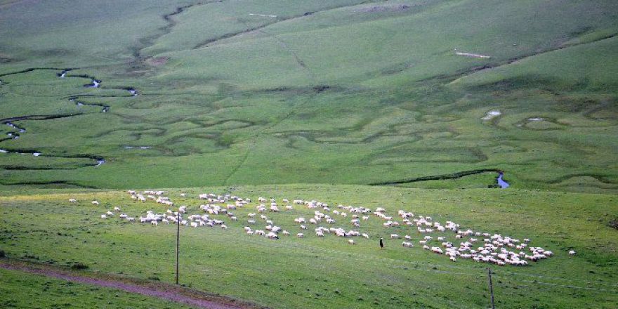 Yaylalar Koyun Sürüleriyle Şenlendi