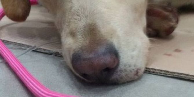 Aracın Çarptığı Köpek Tedavi Altına Alındı