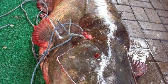 Manisa’da 2.5 Metrelik Yayın Yakalandı