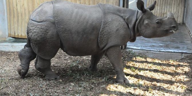 Türkiye’nin İlk Zırhlı Gergedanı Samir’in Eşi Yeni Yuvasına Alışmaya Başladı