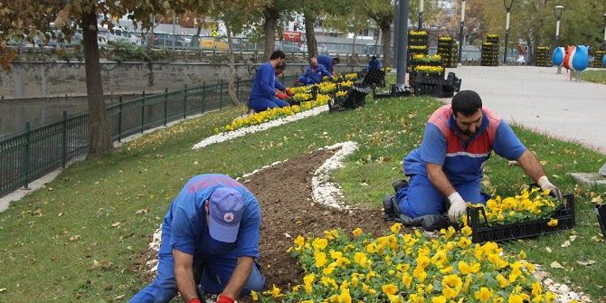 Kağıthane’yi Rengarenk Kış Çiçekleri Süslüyor