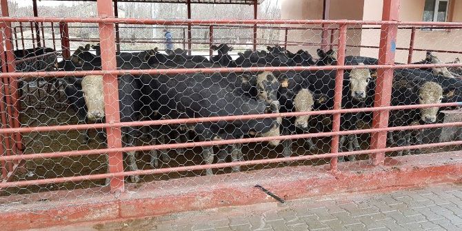 Adilcevaz’da Genç Çiftçilere Hayvanları Dağıtıldı