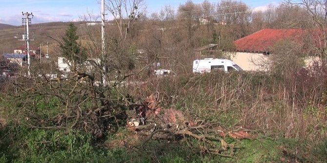 Kestiği Ağacın Altında Kaldı