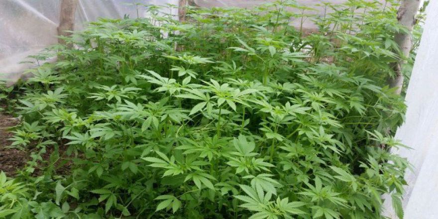 Evin Bahçesinde 11 Kök Hint Keneviri Ele Geçirildi